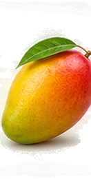 Alphonso Mango