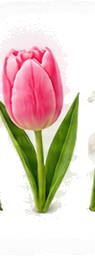 Pink Tulip