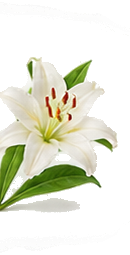 White Lily
