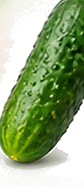 Crisp Cucumber