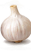 Garlic Bulb